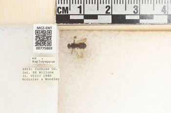 Media type: image;   Entomology 775869 Aspect: Labels
